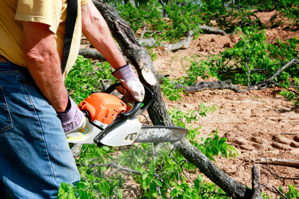 Why Choose Our Tree Removal Services in Riverton, WY?